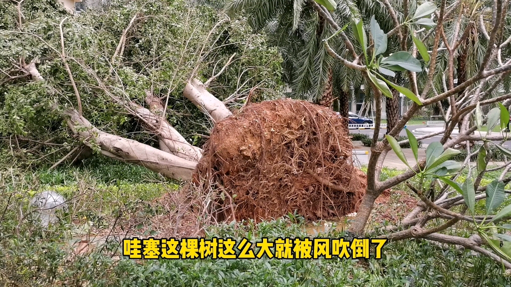 实拍12级台风后的海南海花岛,树连根拔起,我吓的腿都软了,可怕哔哩哔哩bilibili