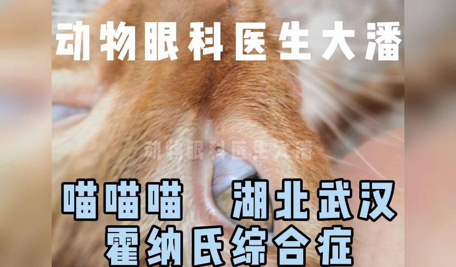 猫咪眼睛有一层膜,这是霍纳氏综合征