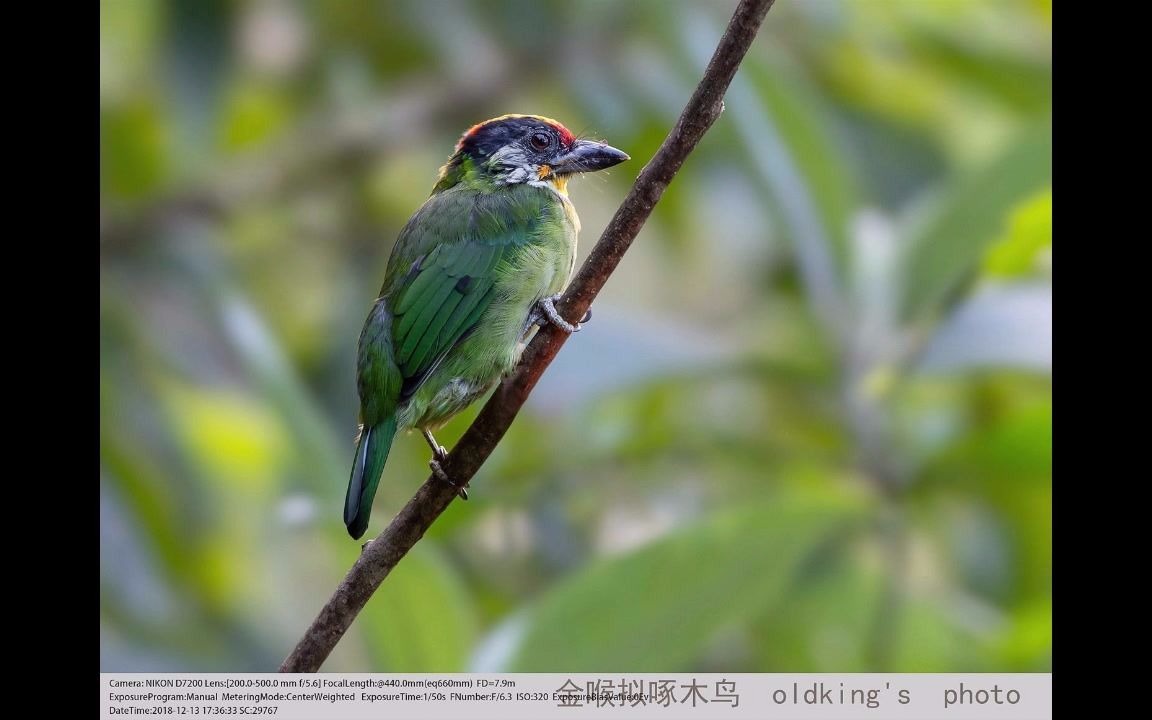 [图]美丽的鸟儿