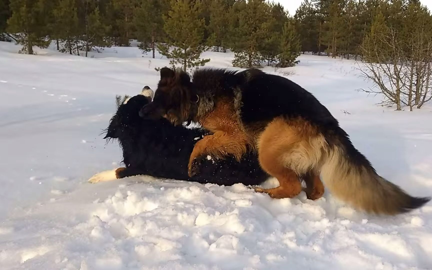 瑞士山地犬跟伯恩山犬图片