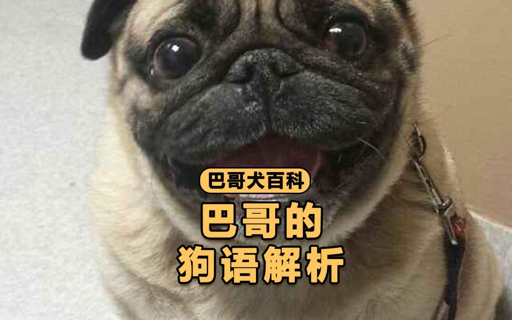 巴哥这4种“狗语”,很多人都不懂!哔哩哔哩bilibili