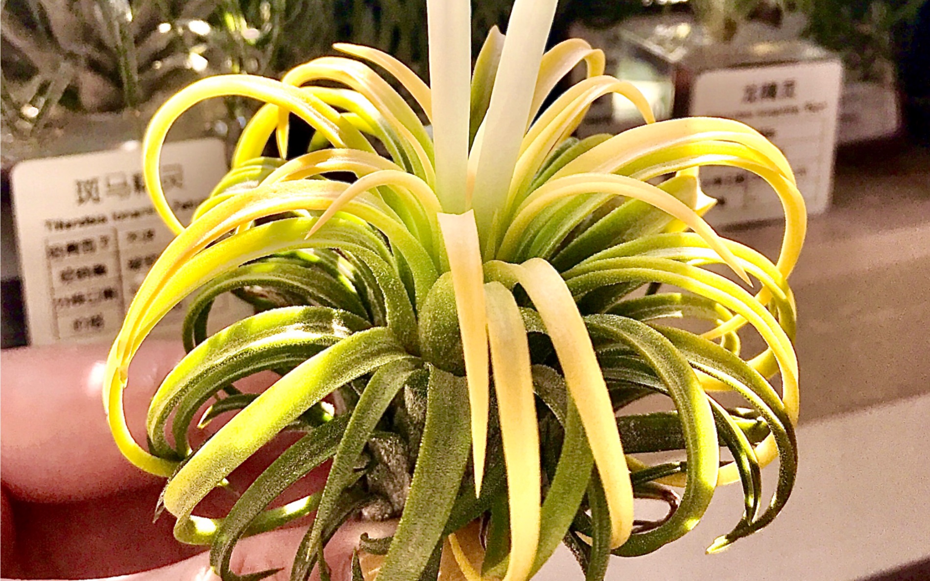 空气凤梨黄精灵开花啦～hua