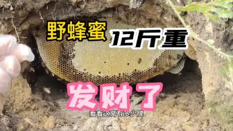 Скачать видео: 12斤重的野蜂蜜，农村大叔野外寻找野蜂窝，全是老巢蜜，发财了