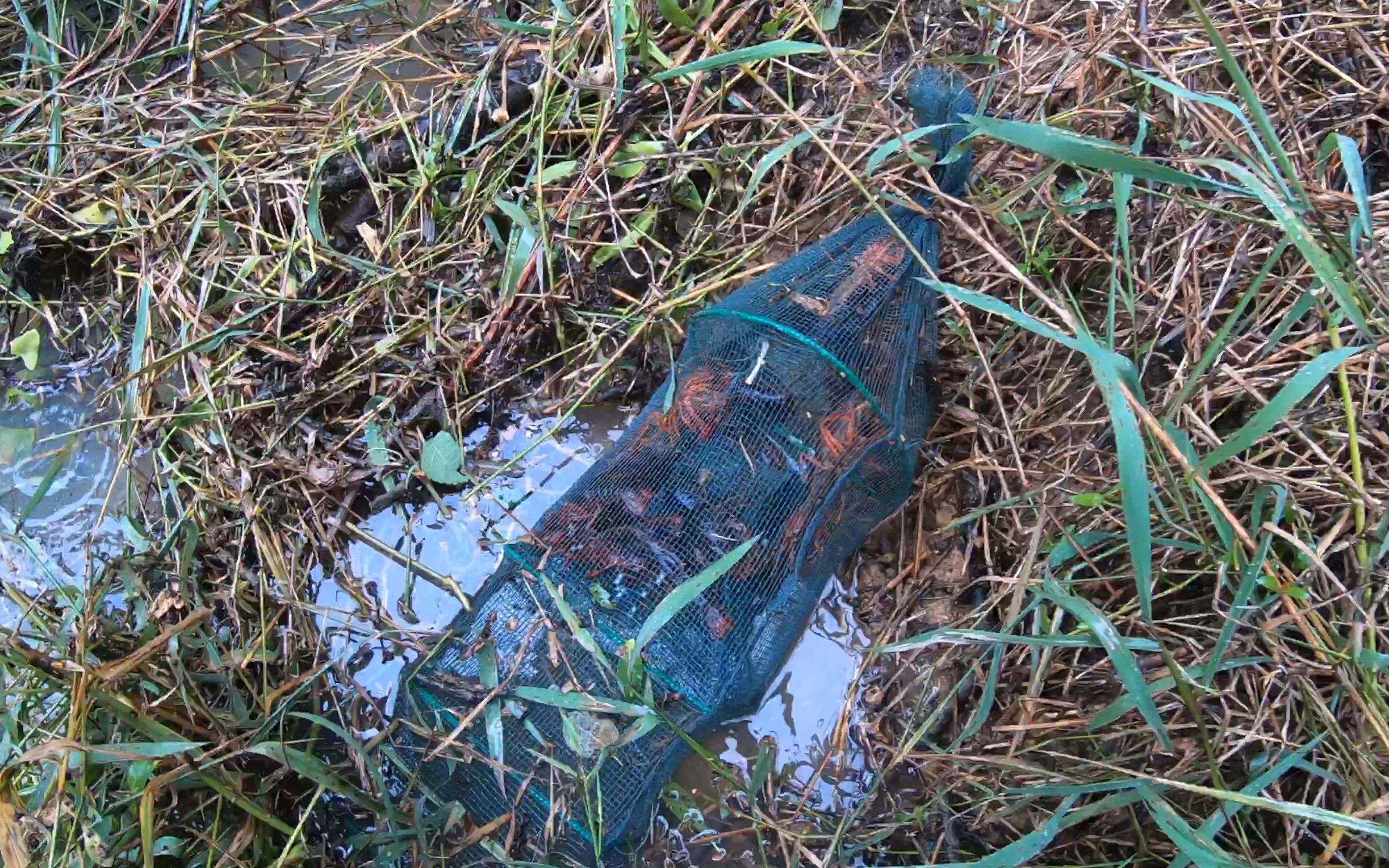 看看农村藕塘收地笼都有些啥,小毛几个地笼收获颇丰,有口福了