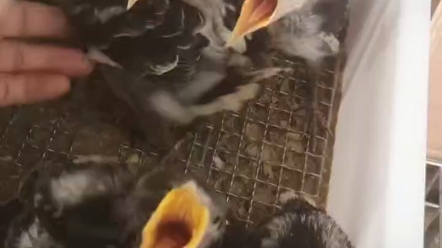 花八哥雏鸟救助的来 黑领椋鸟