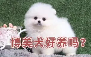 Download Video: 博美犬好养吗？饲养前了解一下！