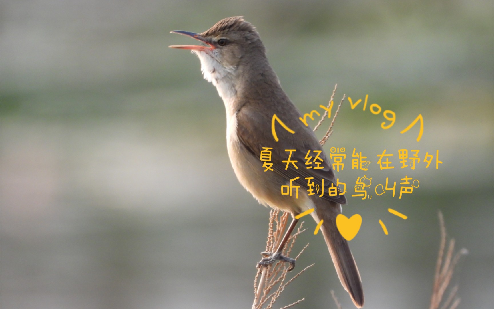 夏天经常能在野外听到的鸟叫声,这次近距离拍到,太惊喜了