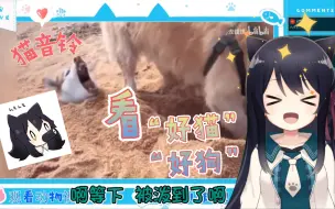 Download Video: 【猫音铃】日本猫猫看好狗自封好猫