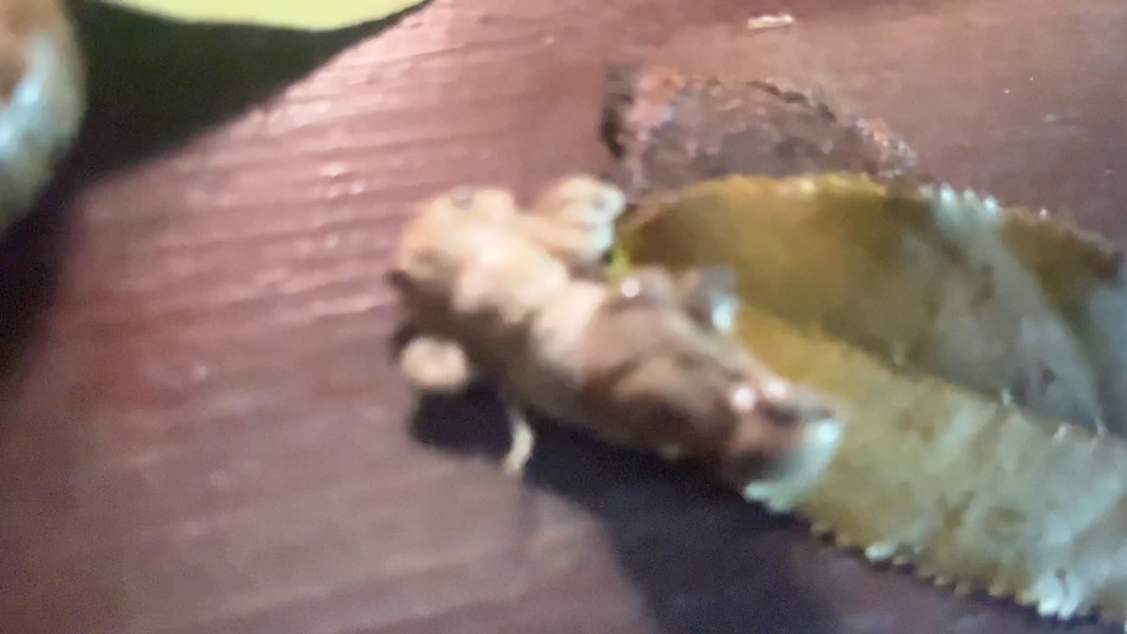 现场观看蝉脱壳