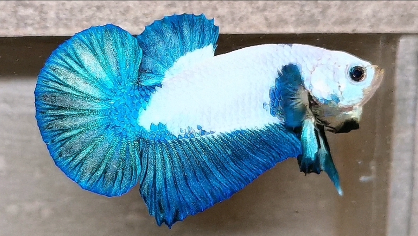 精品青花将军,泰国斗鱼,今天拍品