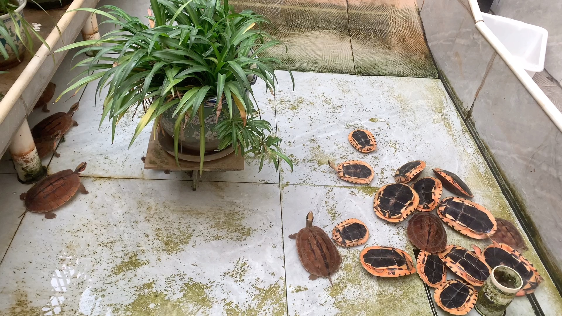 这是我们家金钱龟外池,别看它小小的外池,环境舒适,龟龟喜欢哦~_哔哩