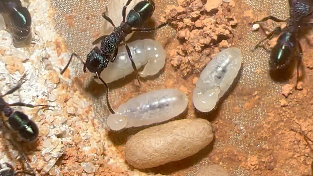 金属皱猛蚁 迎来新一轮的爆产