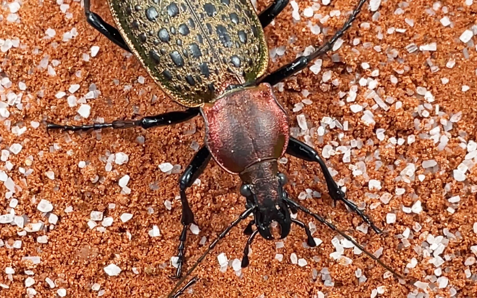 金步甲图片 B站