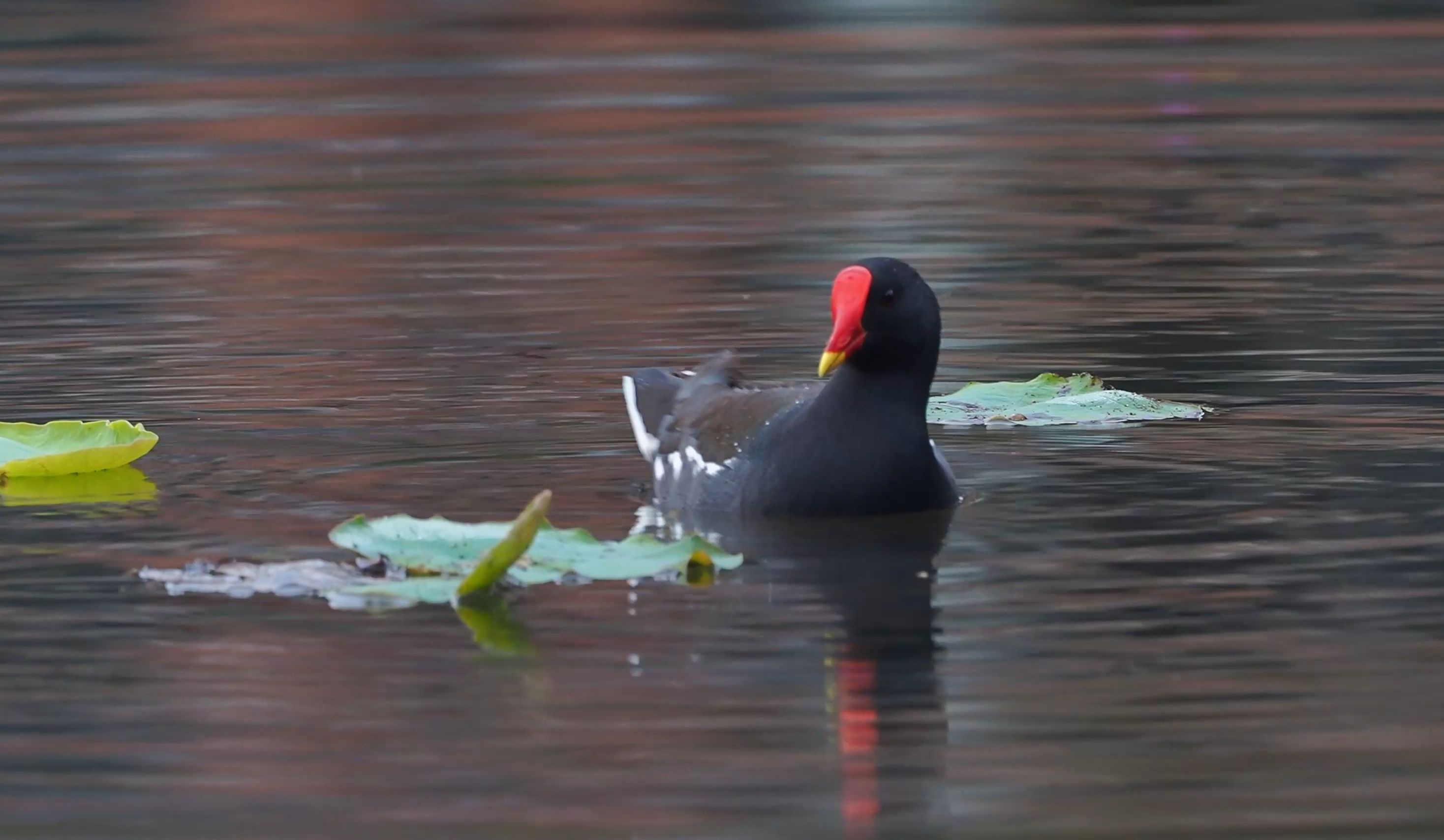 看黑水鸡都吃些啥