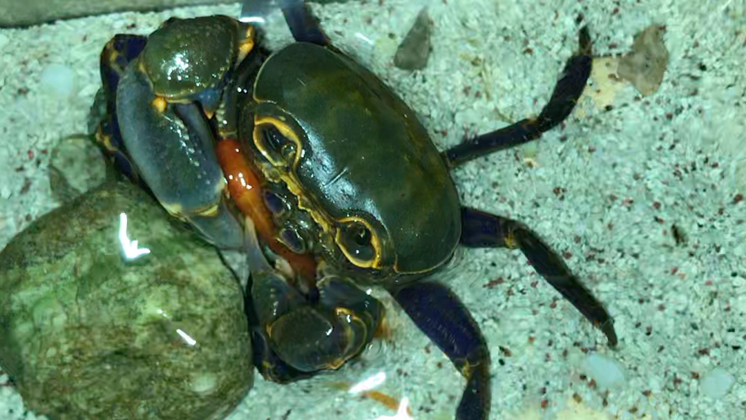 府城海南溪蟹(hainanpotamon fuchengense)捕食金鱼_哔哩哔哩_bili