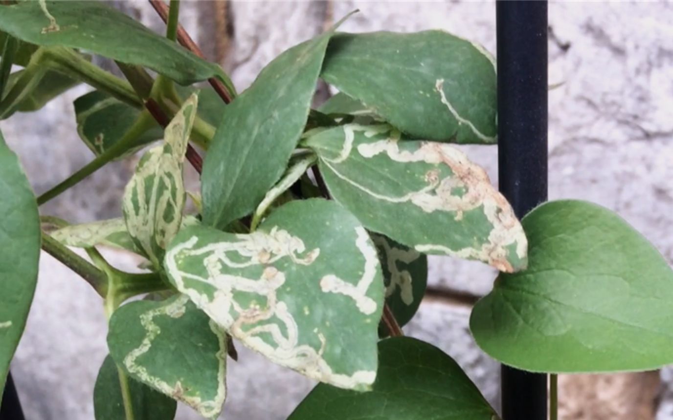 活动作品养花课堂铁线莲潜叶蝇怎么办