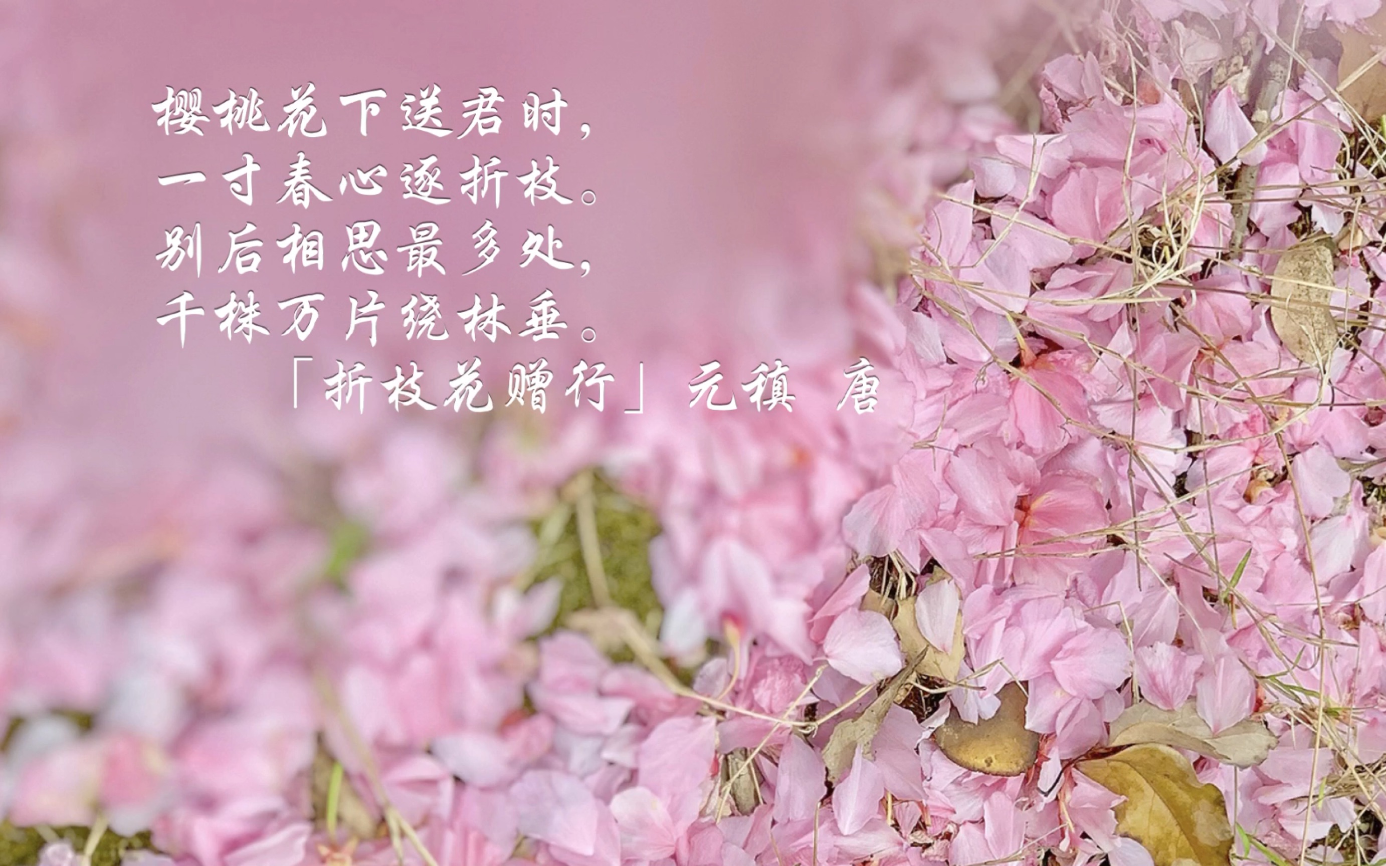 【雨扬·折花枝】樱桃花下送君时,一寸春心逐折枝.