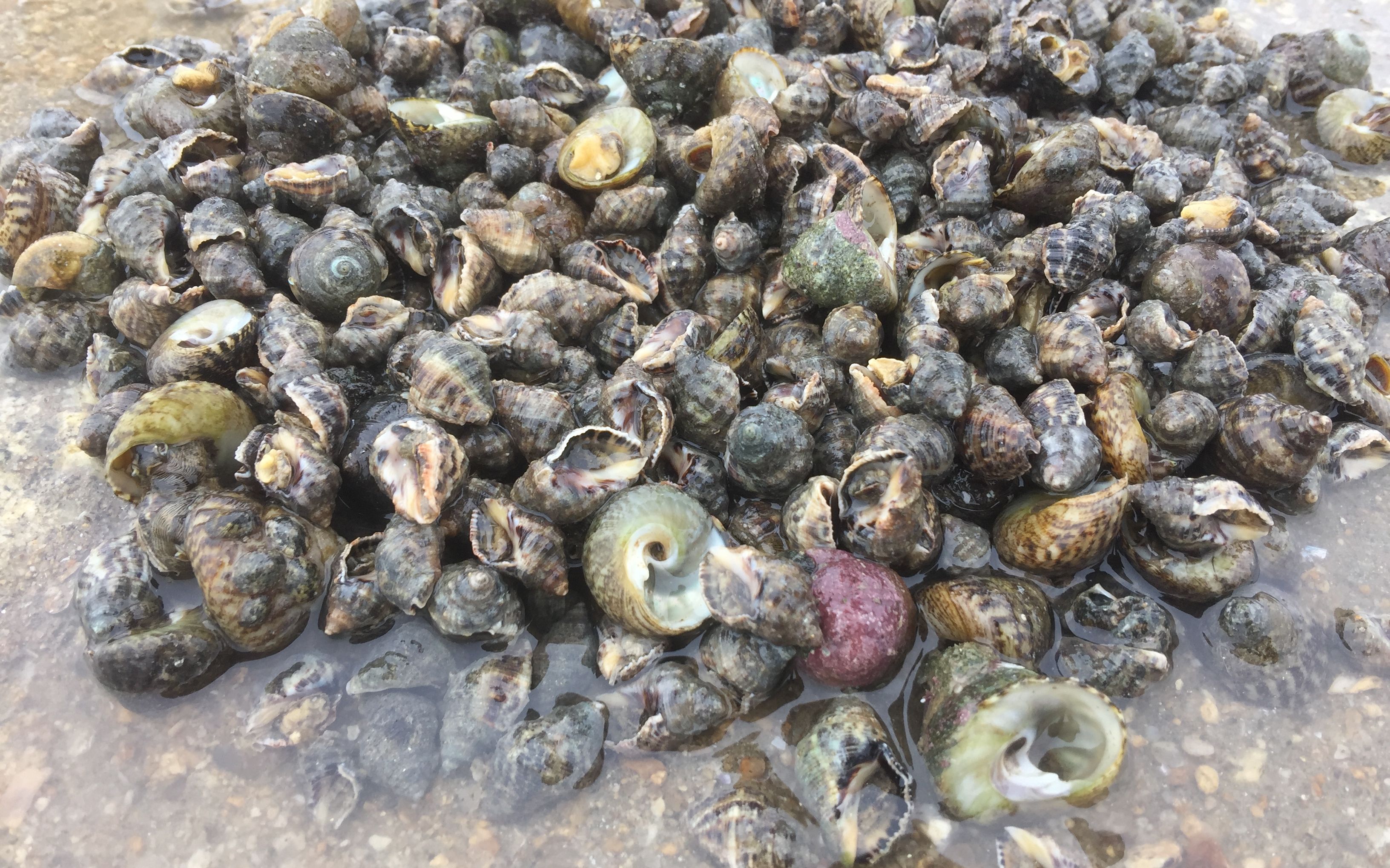 大盘螺很好捡,于弟告诉你们怎么捡!