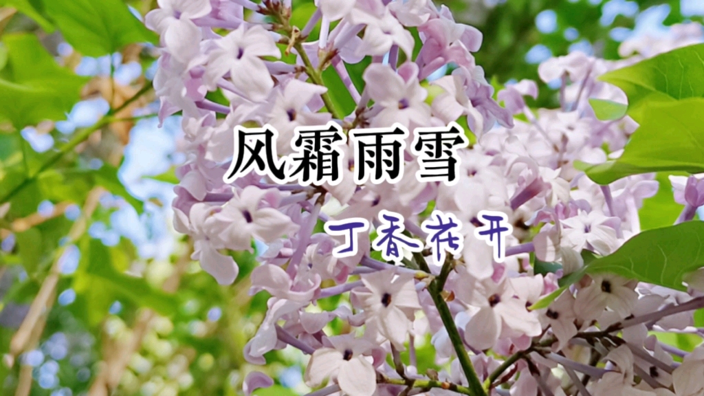 [图]风霜雨雪，丁香花开