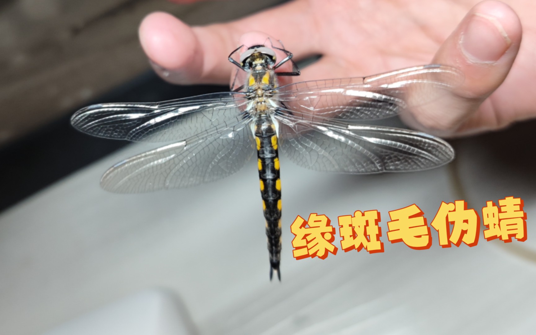 [蜻蜓]缘斑毛伪蜻羽化