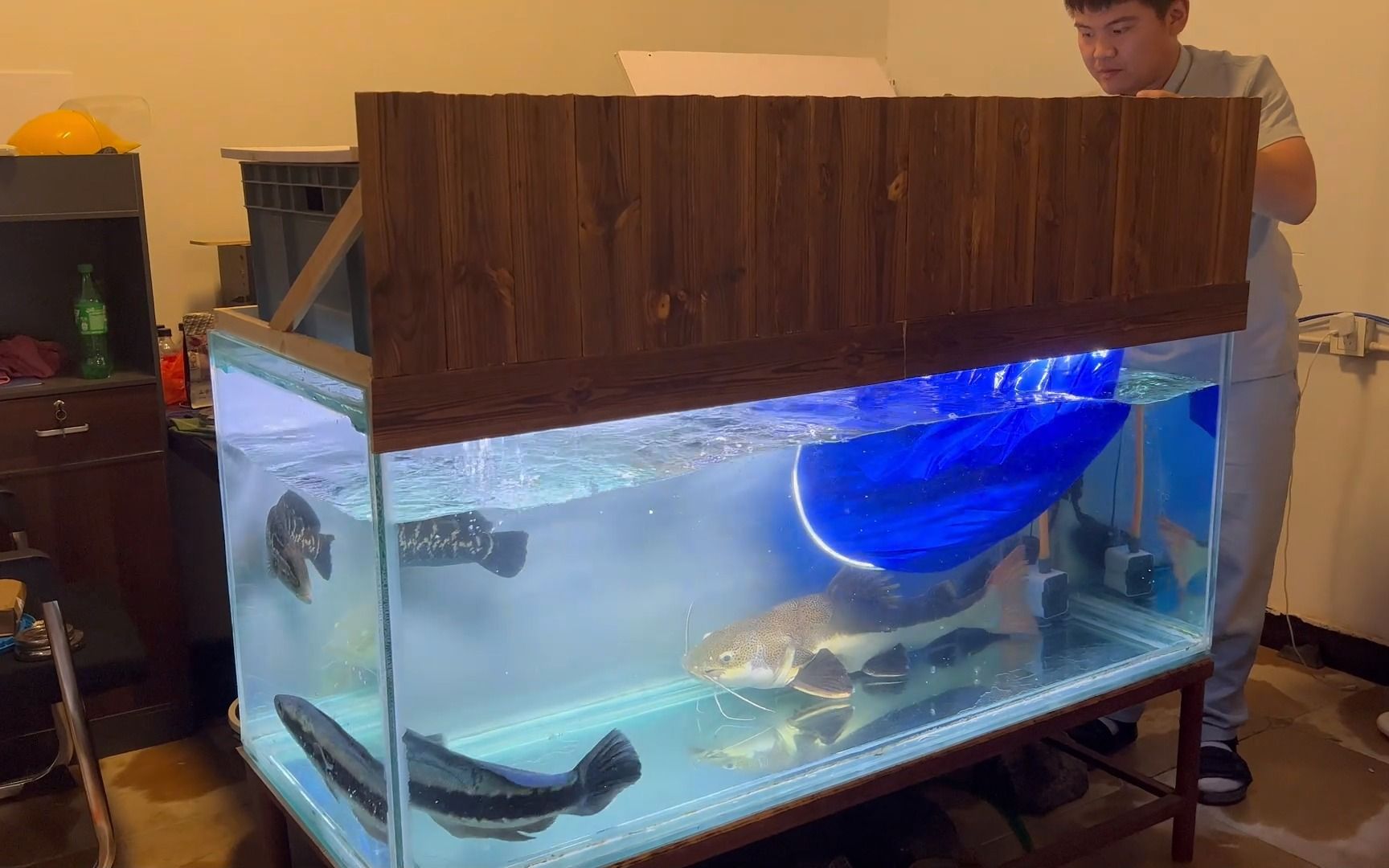 80厘米招财猫鱼被送走,鱼缸里又空了,再买几条什么大型猛鱼呢?