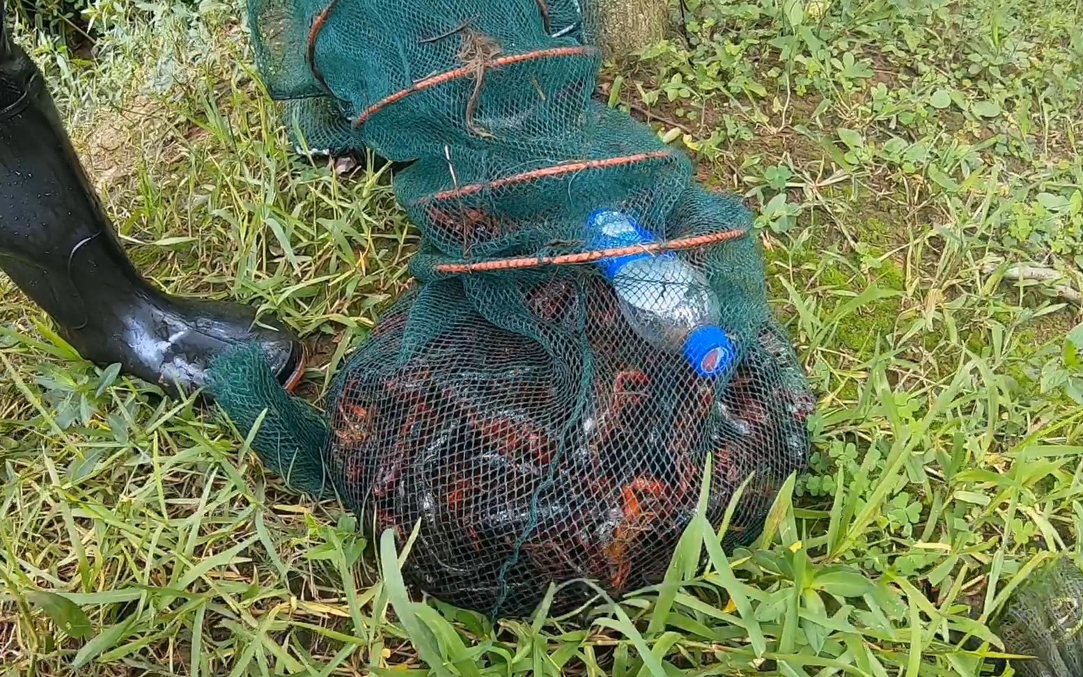 小伙废弃鱼塘下了七个地笼,第二天早晨收地笼,这龙虾也太多了