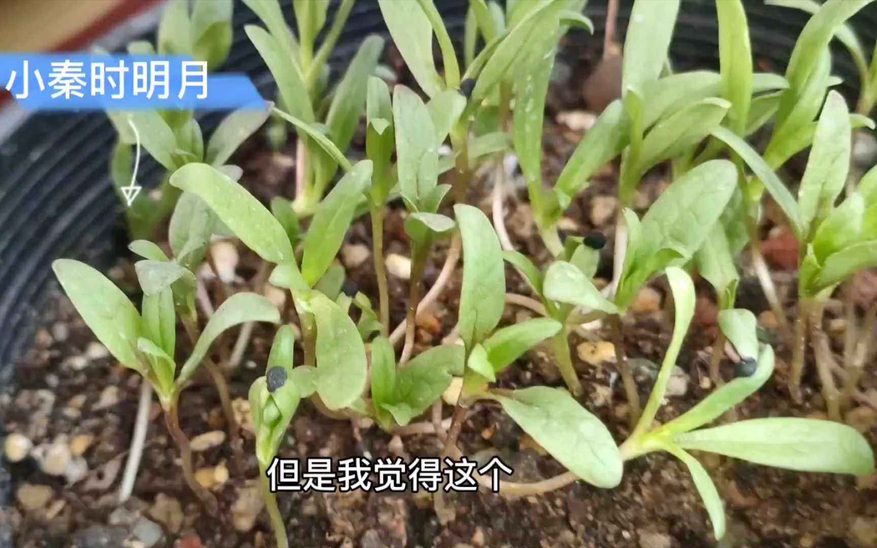 播种的季节哔哩哔哩bilibili