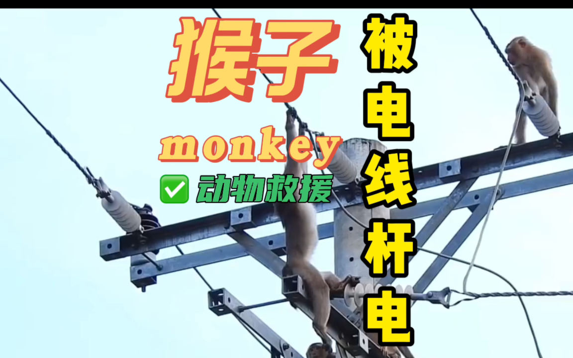 猴子:这辈子直了,一个字爽