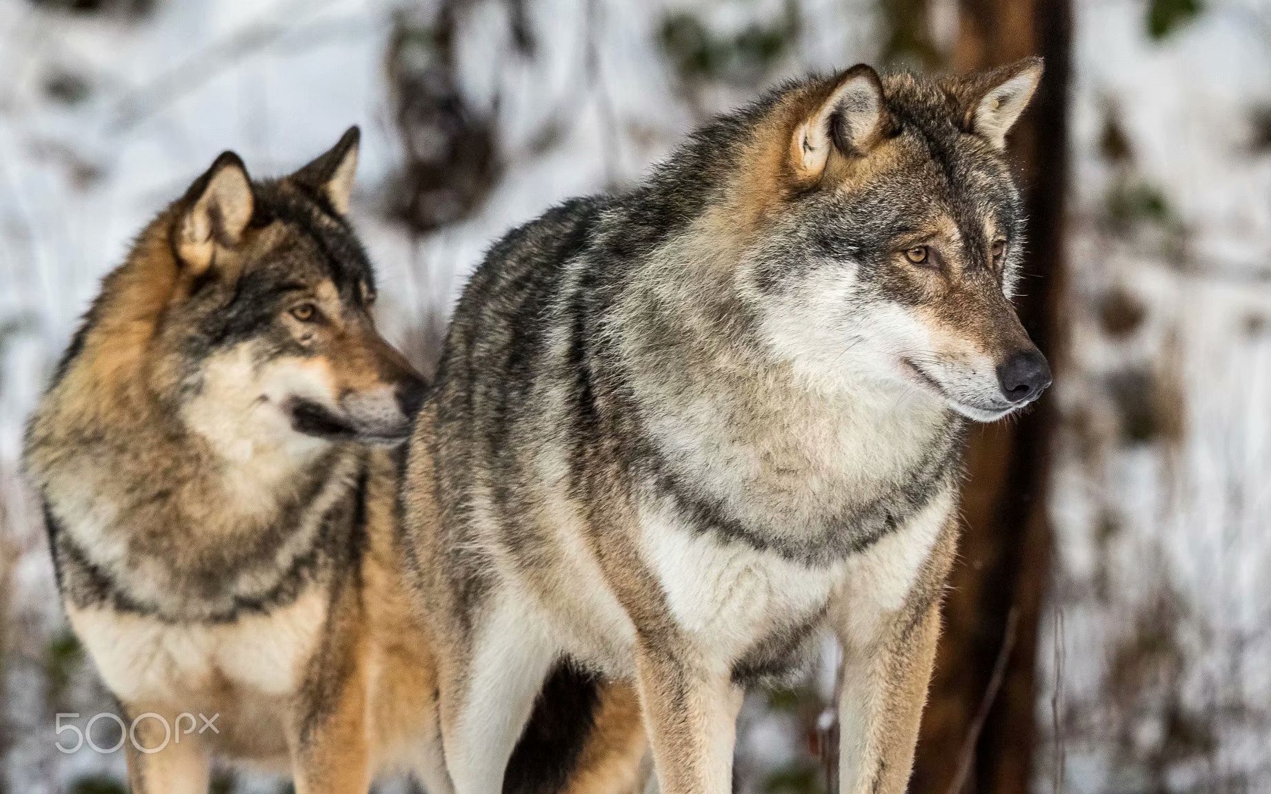 远东地区的狼群西伯利亚狼