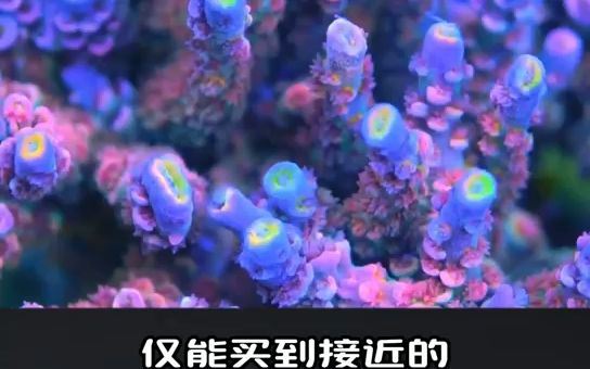 玩海缸需要什么设备?哪些设备要买好的?哔哩哔哩bilibili