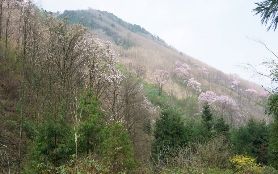 绵阳江油吴家后山骑行,辛夷花已经开了,漫山遍野,非常好看.哔哩哔哩bilibili