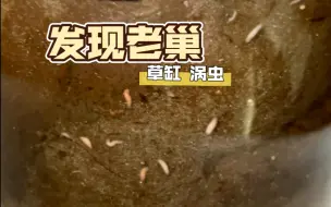 Tải video: 【草缸】拆开过滤器，发现涡虫老巢