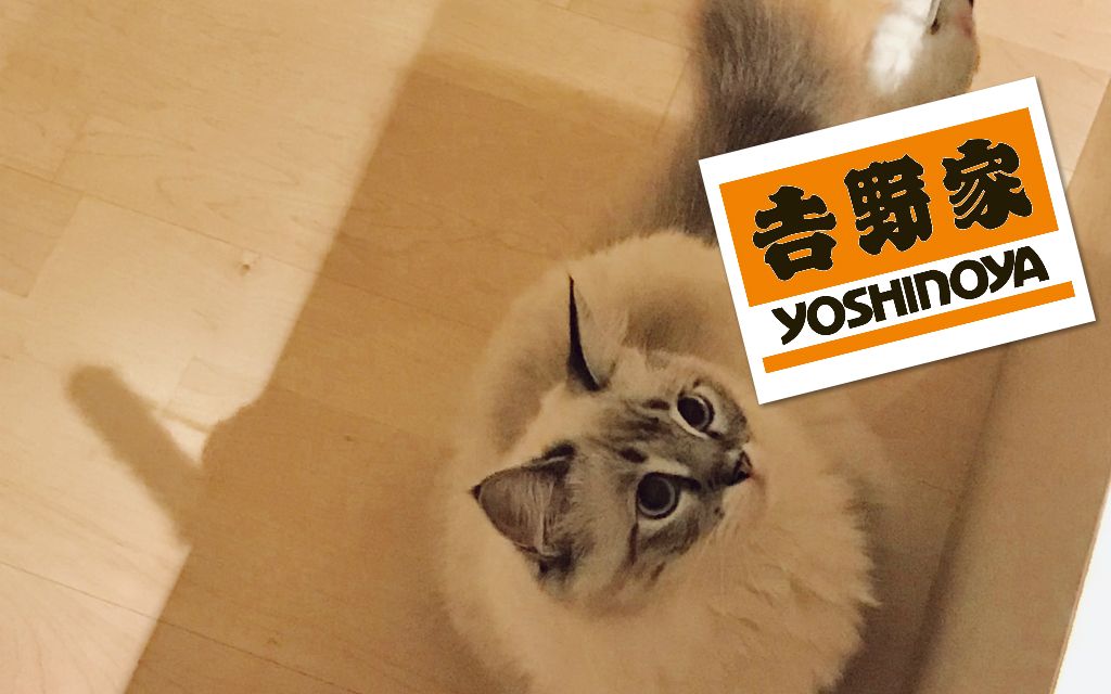 [图]#114 众叛亲离高飞远走初出茅庐迟迟吾行 201908 CHENWEISHENG 猫 布偶 吉野家 快餐 搬家