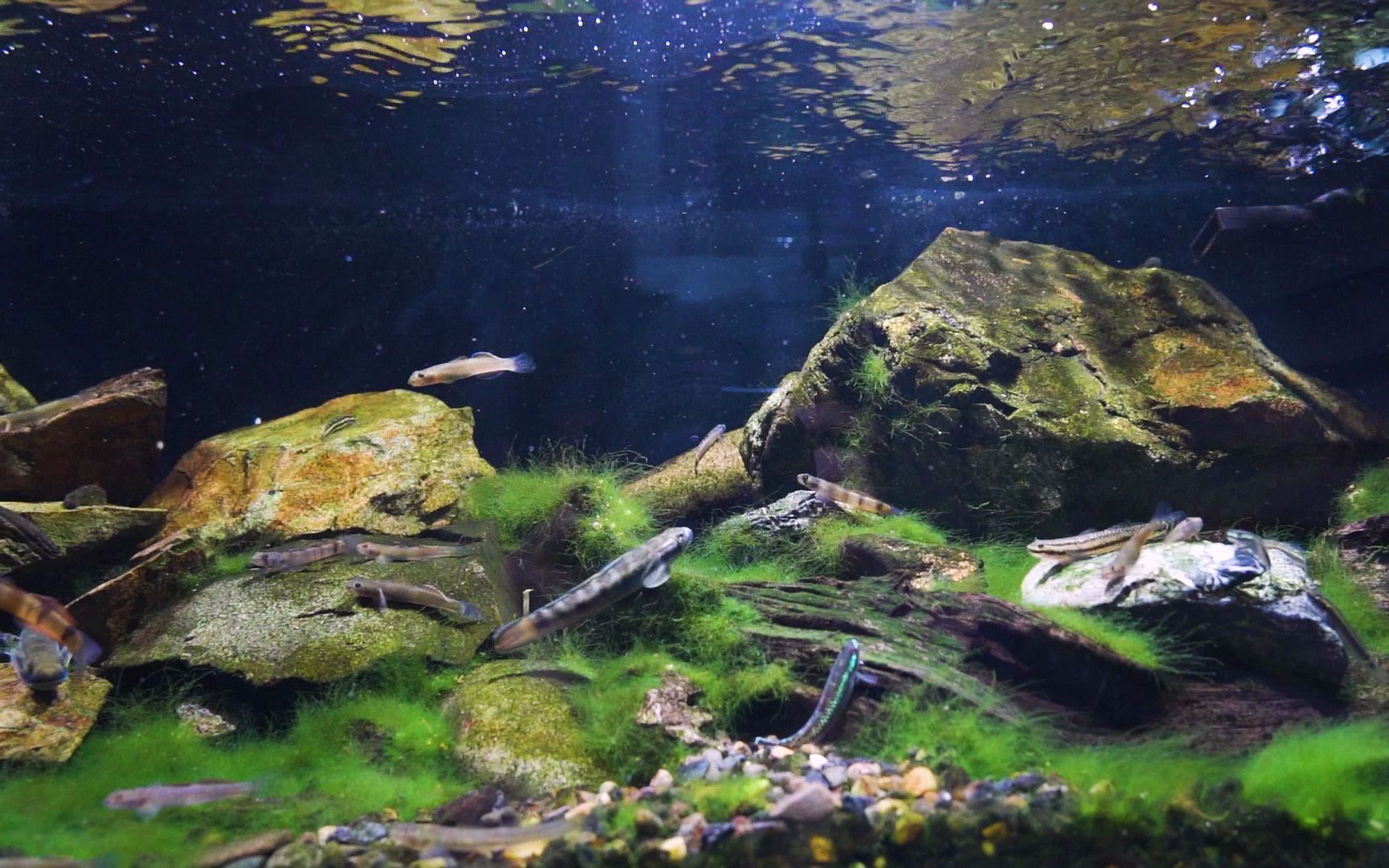 一米二虾虎原生缸全景挑战全网的刚毛藻造景