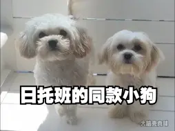 下载视频: 狗狗日托班里的同款小狗！