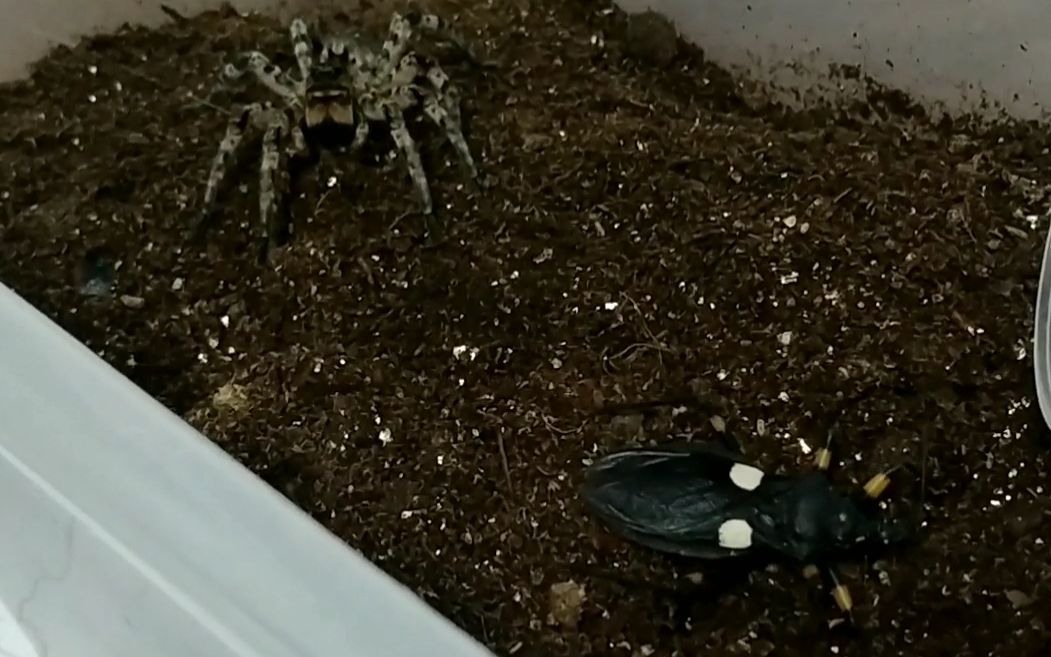 虫皇帝斗虫中华狼蛛vs白斑猎蝽天神出品