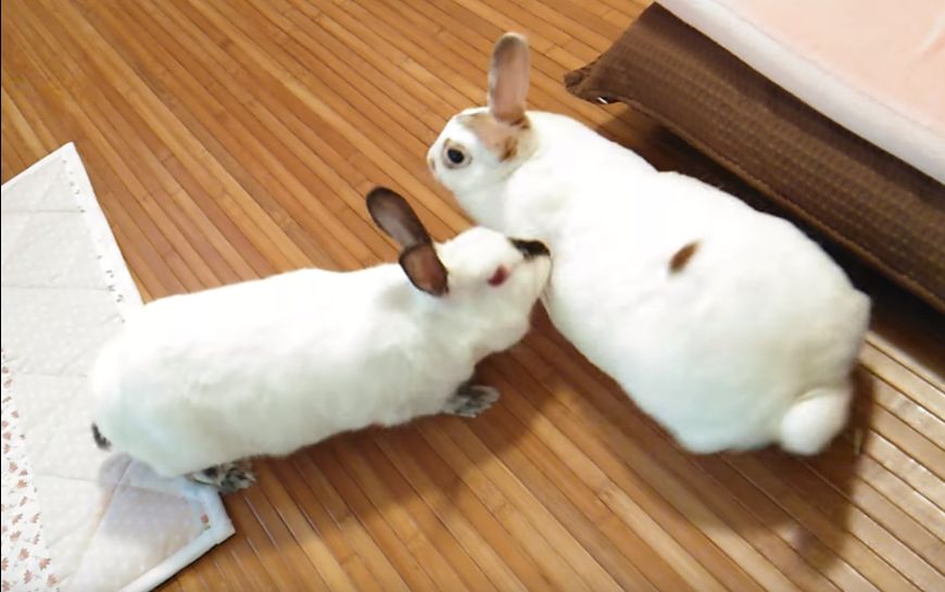 【兔子】被兔子踩了一脚后生气的兔子