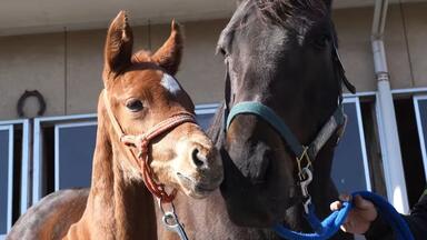 涙を馬のたてがみに～寺山修司・競走馬の詩～_哔哩哔哩_bilibili