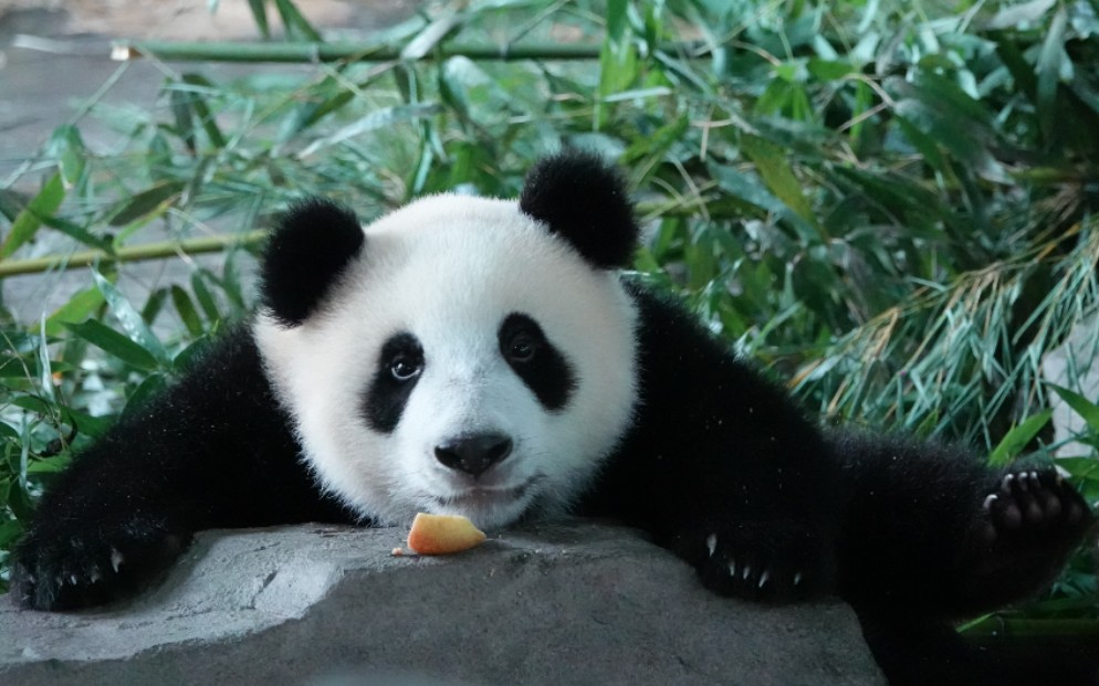 【大熊猫嘉嘉崽】200712出水小熊