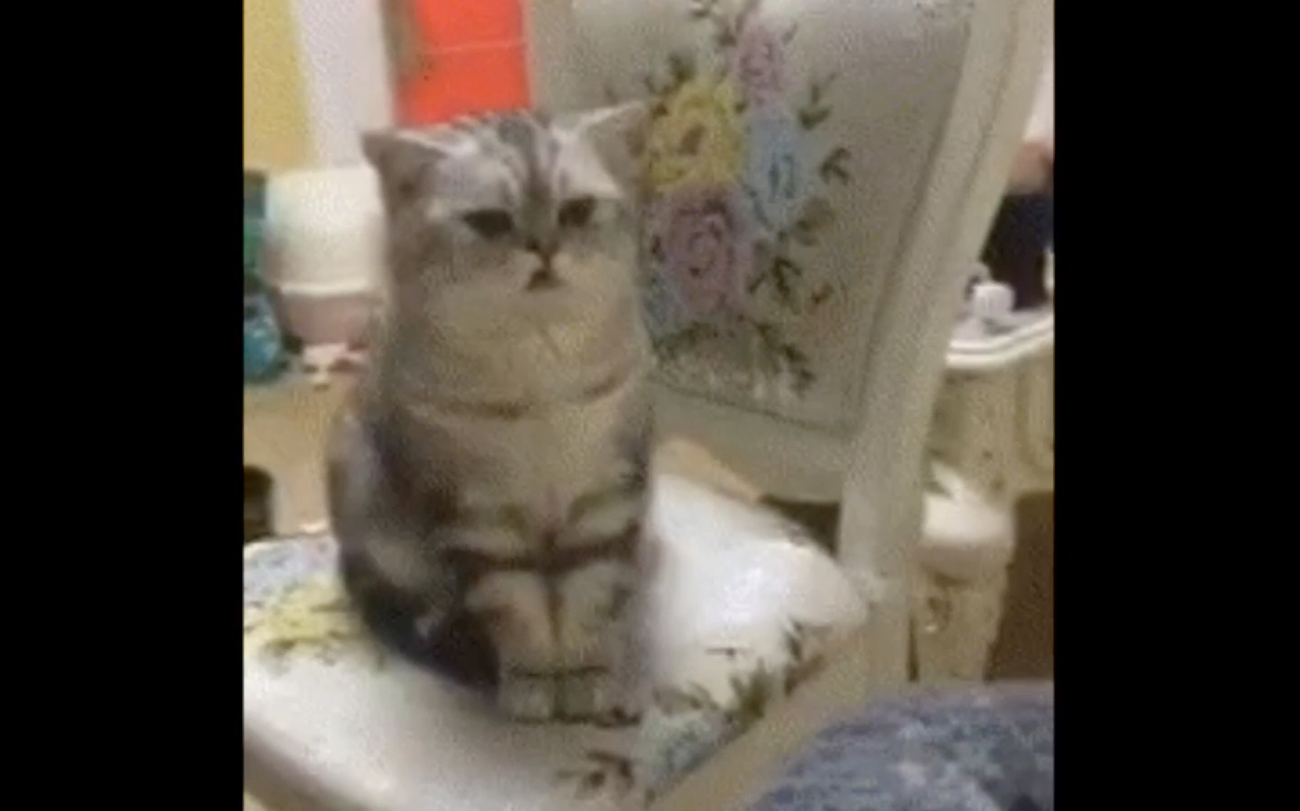 【猫】搞笑猫猫gif合集哔哩哔哩bilibili