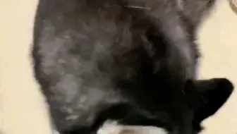 家宠2:我家的狗子有点好玩第5950期