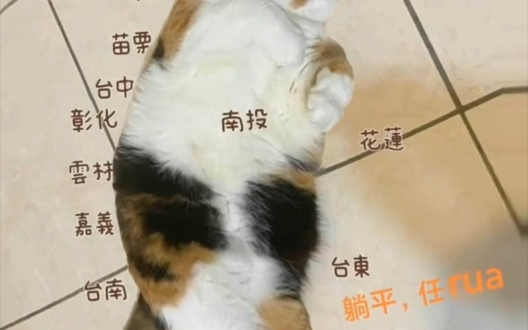 [图]猫＝弯弯