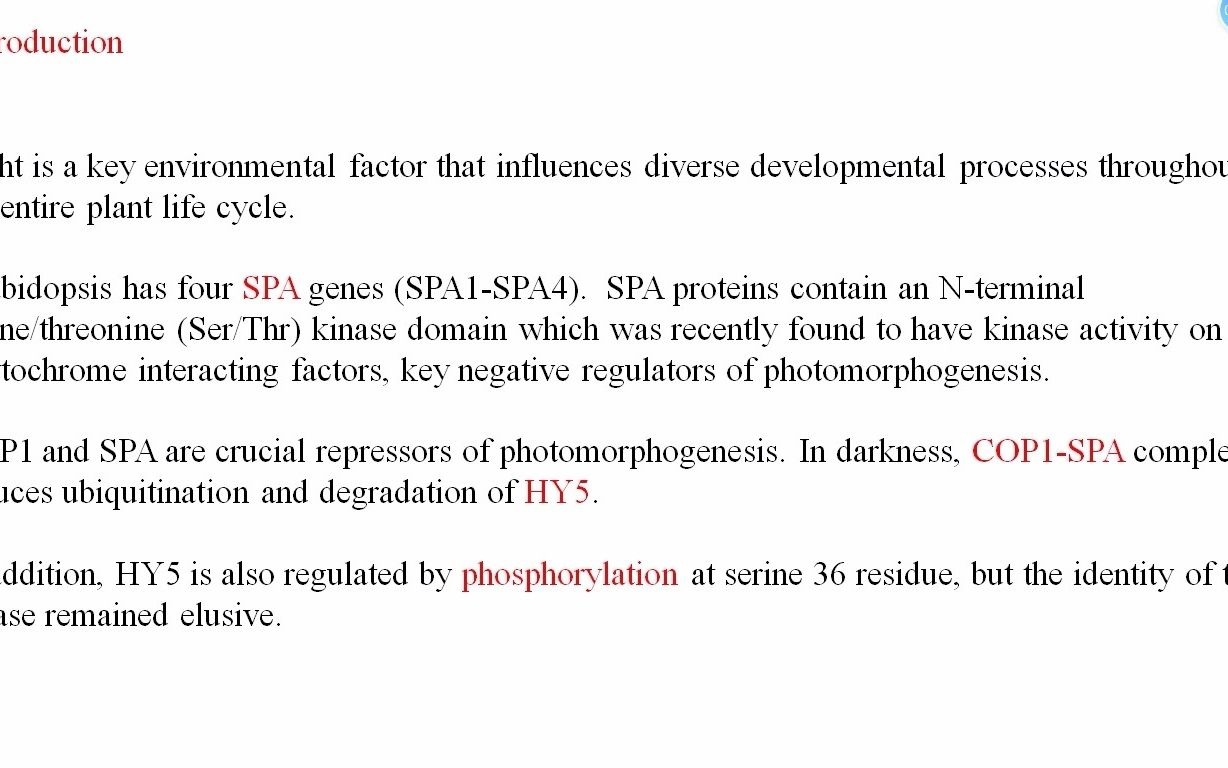 9分钟讲解New Phytologist高分文章 SPA激酶直接磷酸化HY5进而调控拟南芥的光形态建成哔哩哔哩bilibili