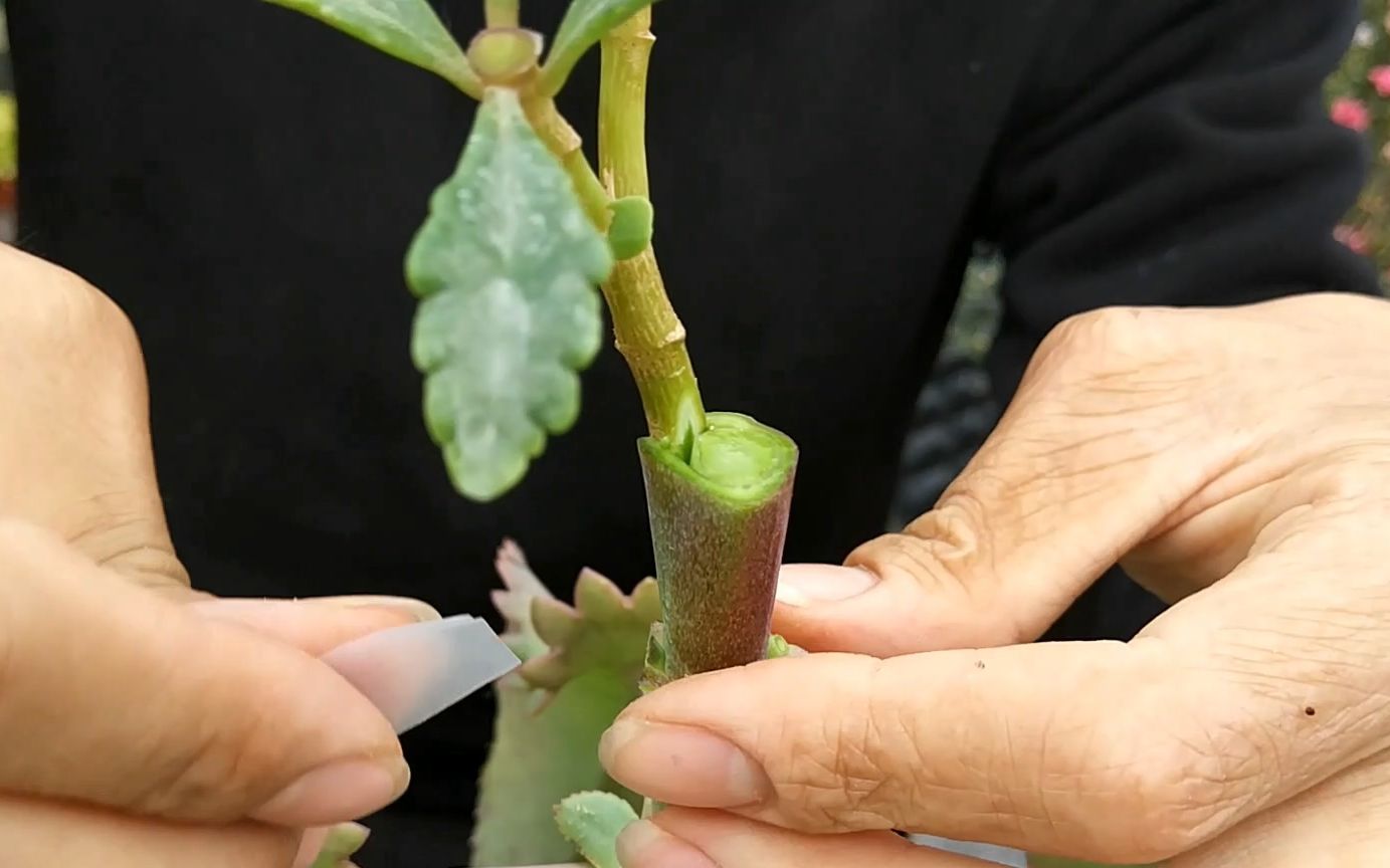 仙人掌嫁接长寿花图片