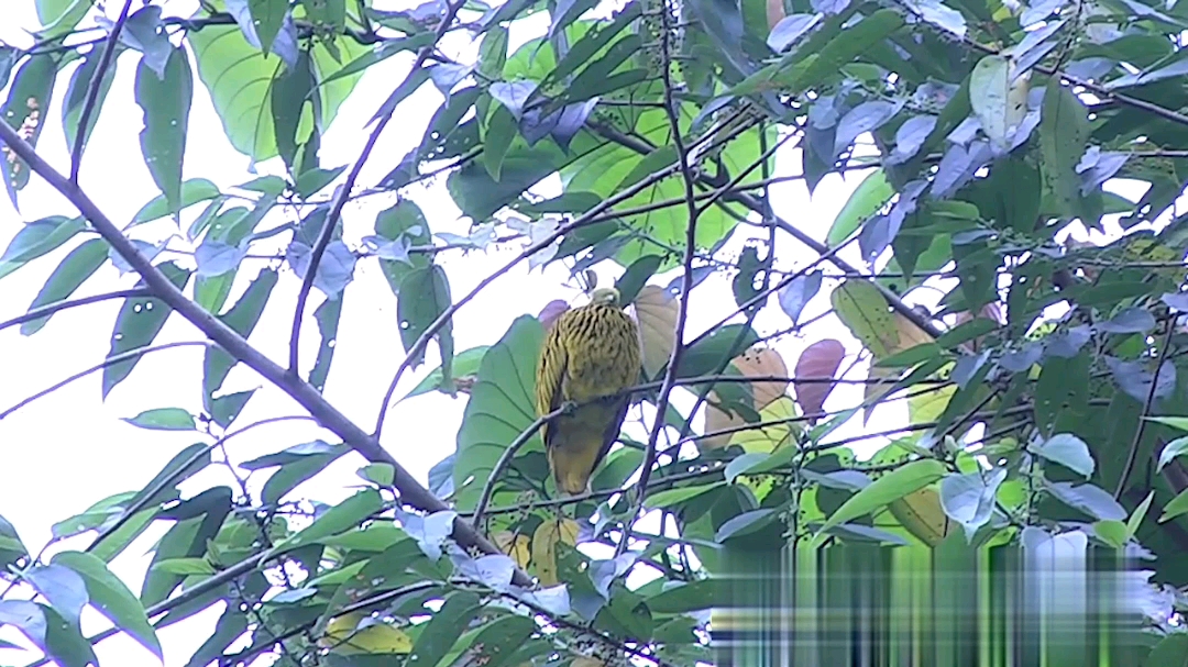 金果鸠 渡渡鸟 斐济金果鸠_哔哩哔哩_bilibili