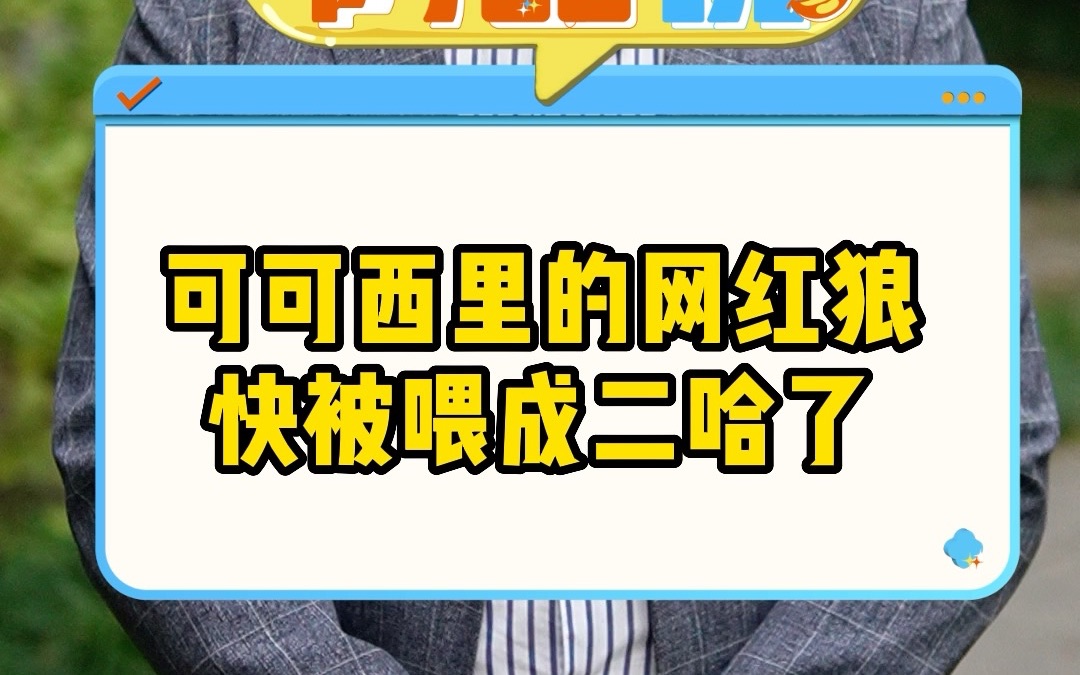 可可西里的网红狼快被喂成二哈了哔哩哔哩bilibili