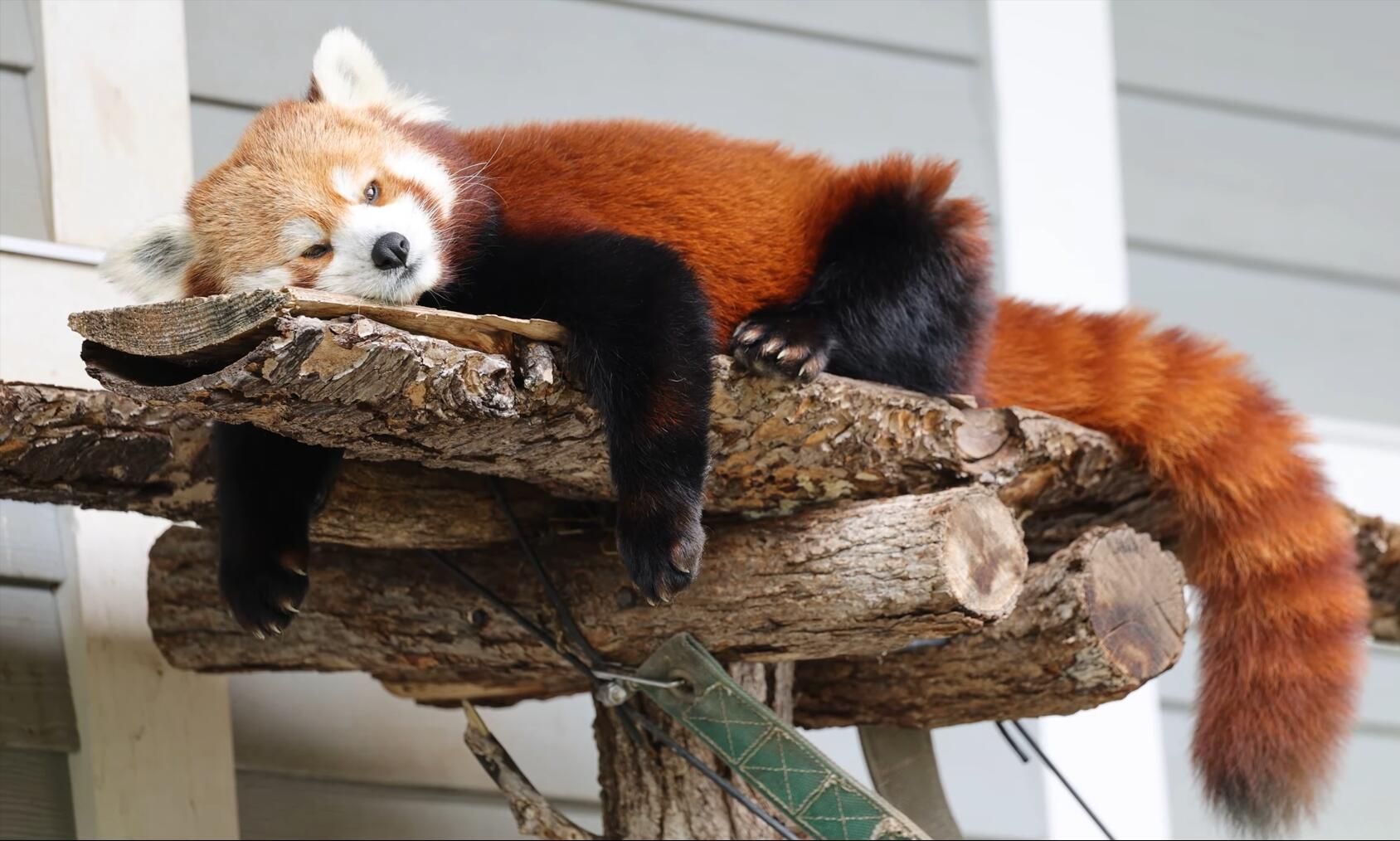 想心事的小熊猫