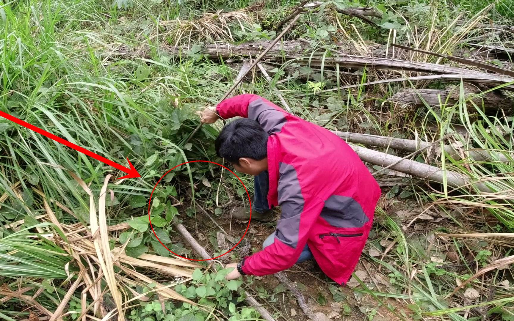 [图]大山里摘野果，发现路边有条3米长的过山峰皮，拉起一看哇哇大叫