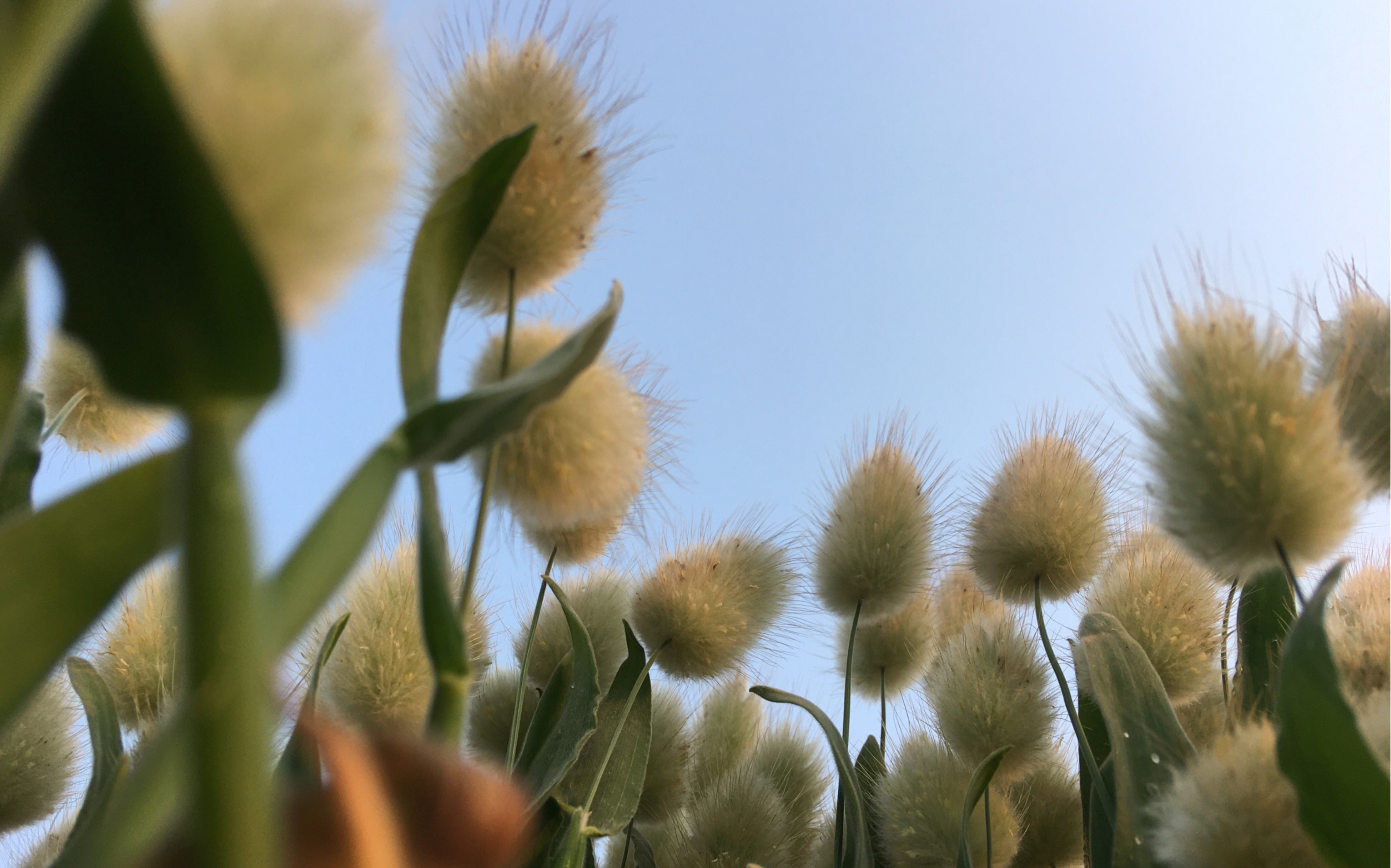 兔尾草交作业了_哔哩哔哩_bilibili