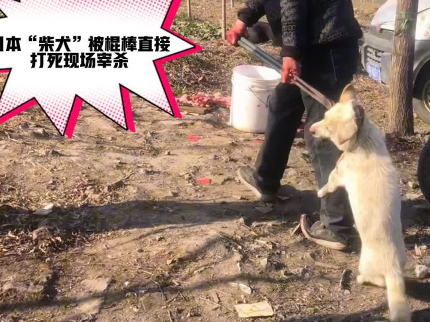 "柴犬"被钳住脖子,屠夫直接棍棒敲死,现场剥皮卖狗肉